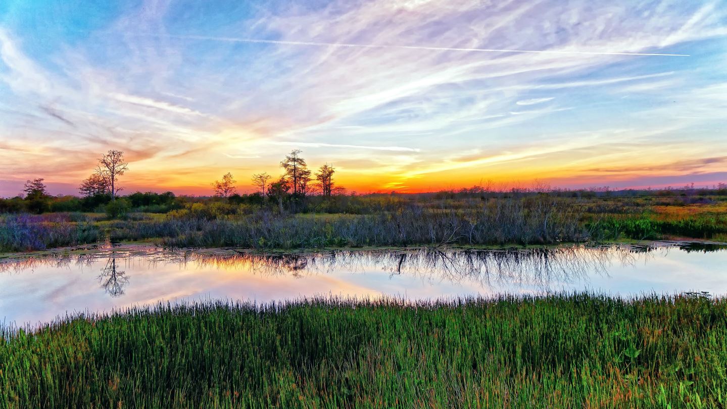 Louisiana Landscape